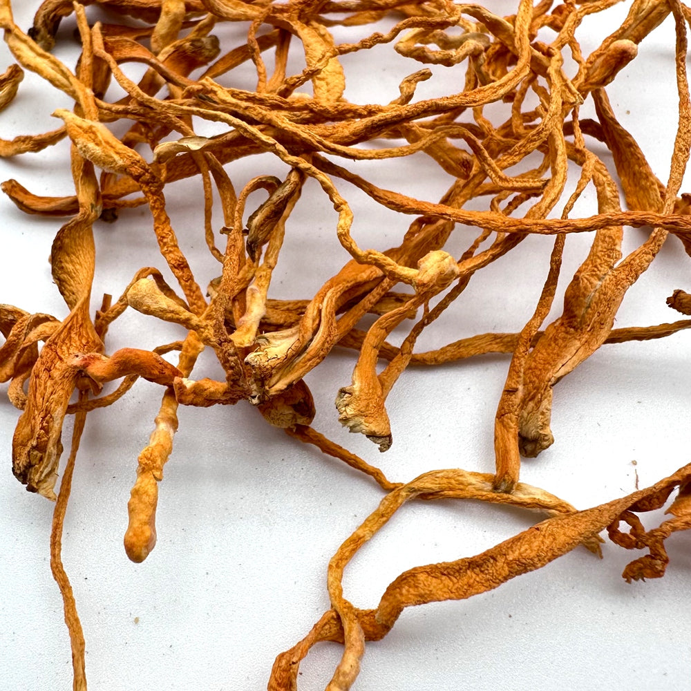 Cordyceps Militaris Herbal Tea