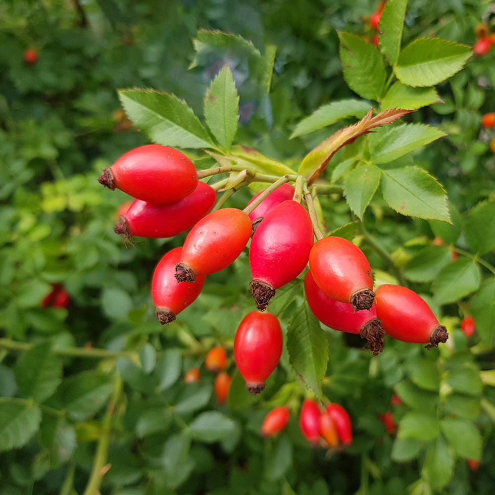Rose Hips / Roseberry / Rose Fruit Peel Tea