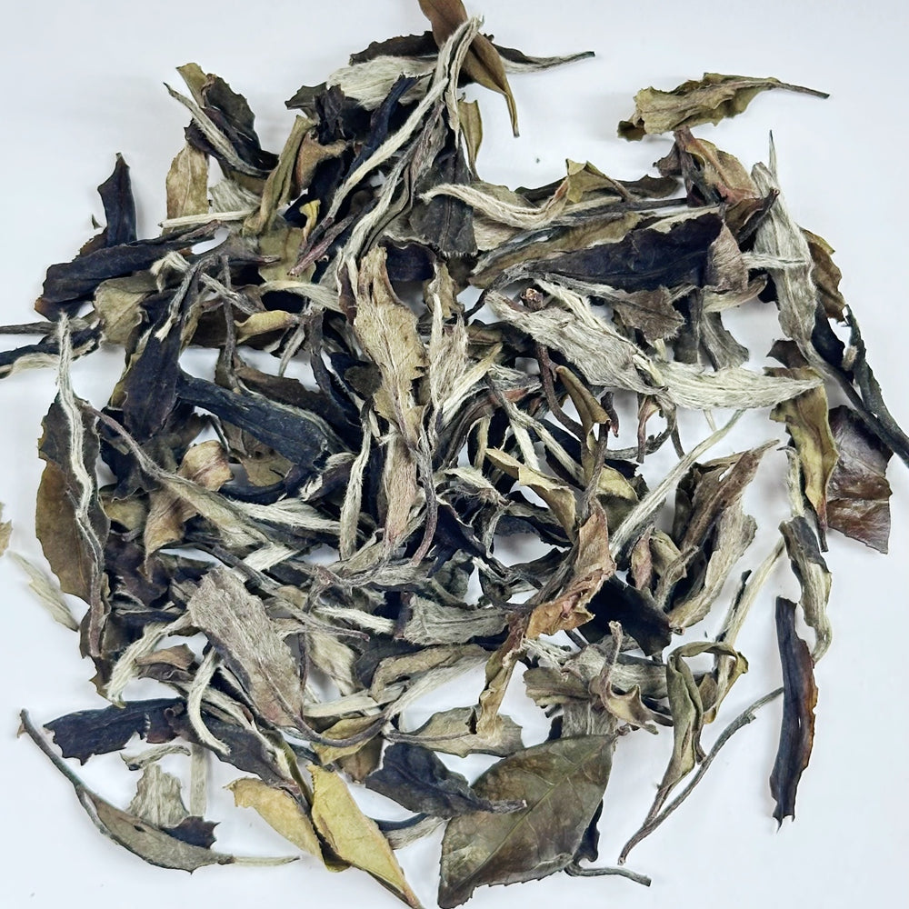 Yunnan Moonlight Bai Mudan (White Peony)