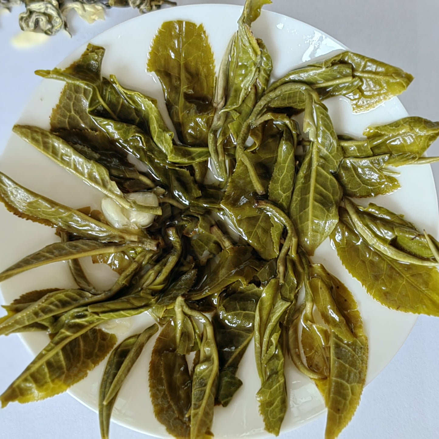 Jasmine Jade Snail King Spring Tea