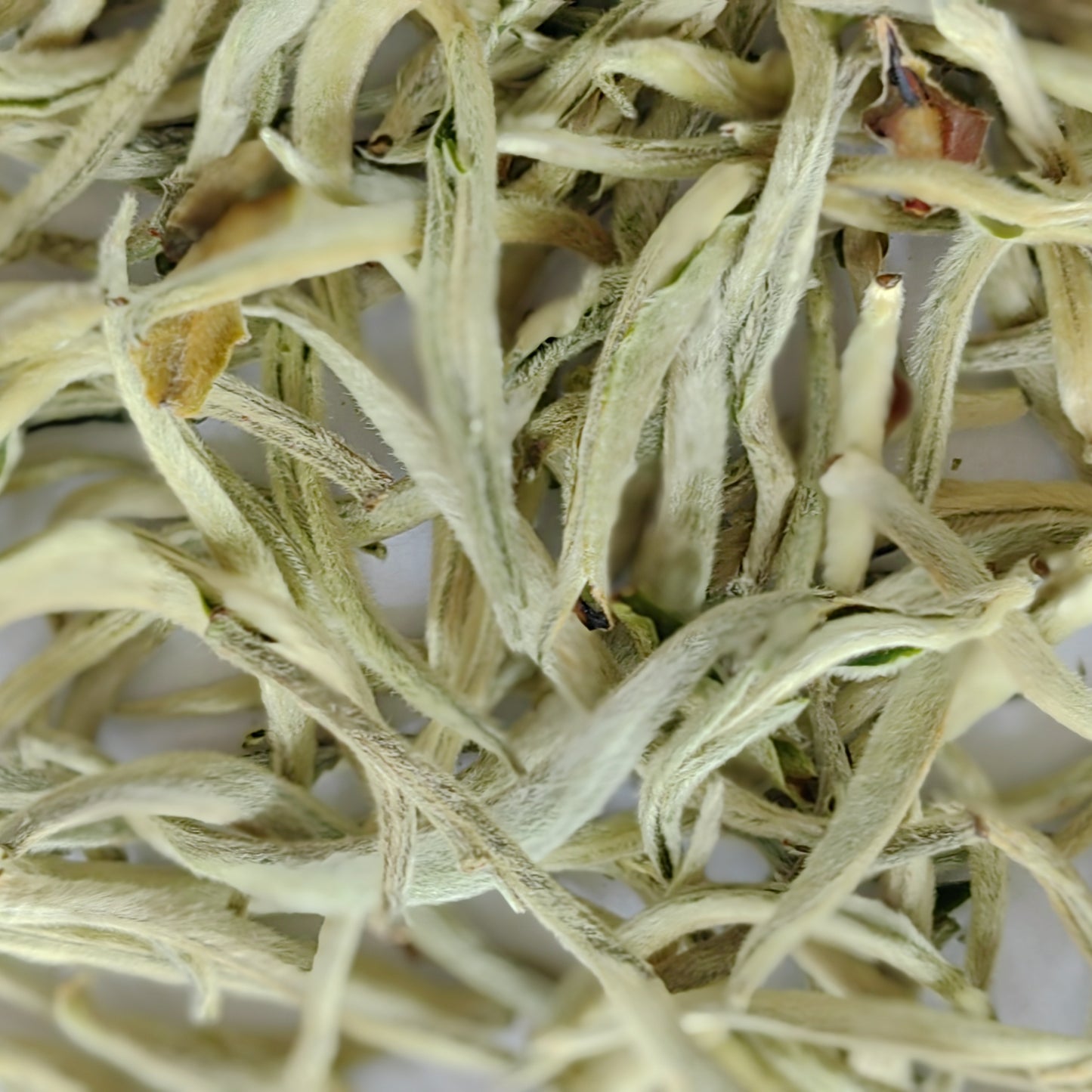 White Tea - silver needle white tea wholesale