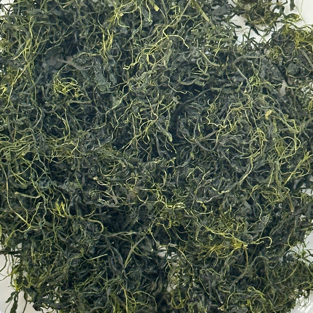 Gynostemma pentaphylla 1st grade