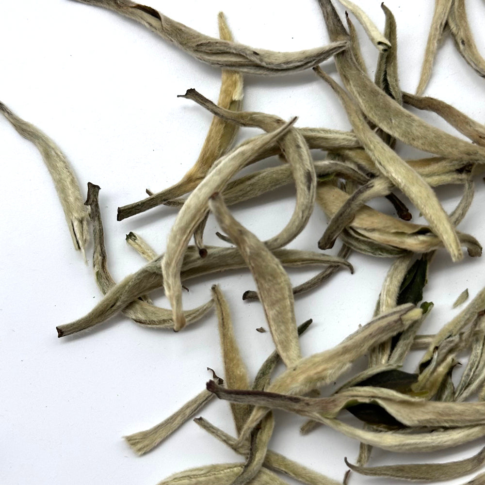 Premium Silver Needle White Tea - Big Buds