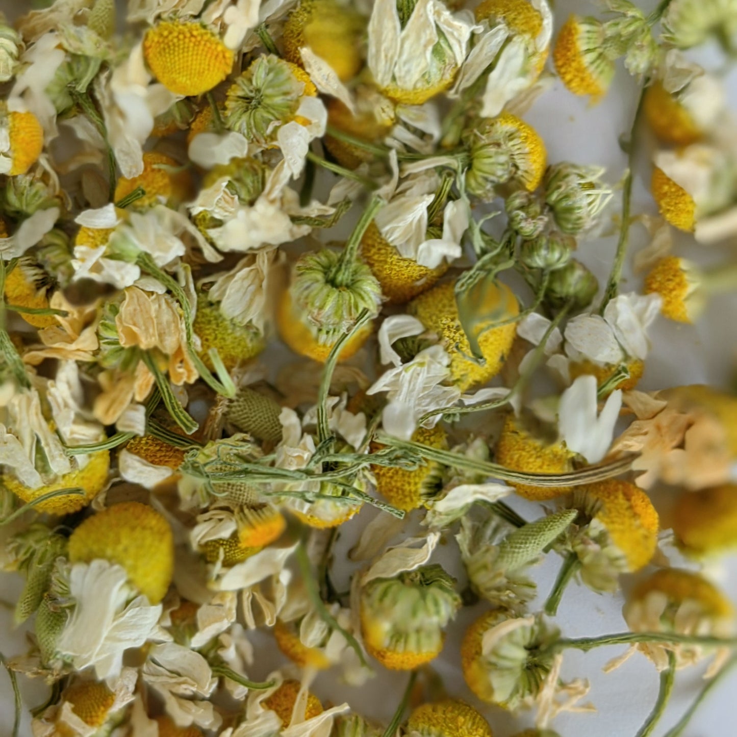 Chamomile A