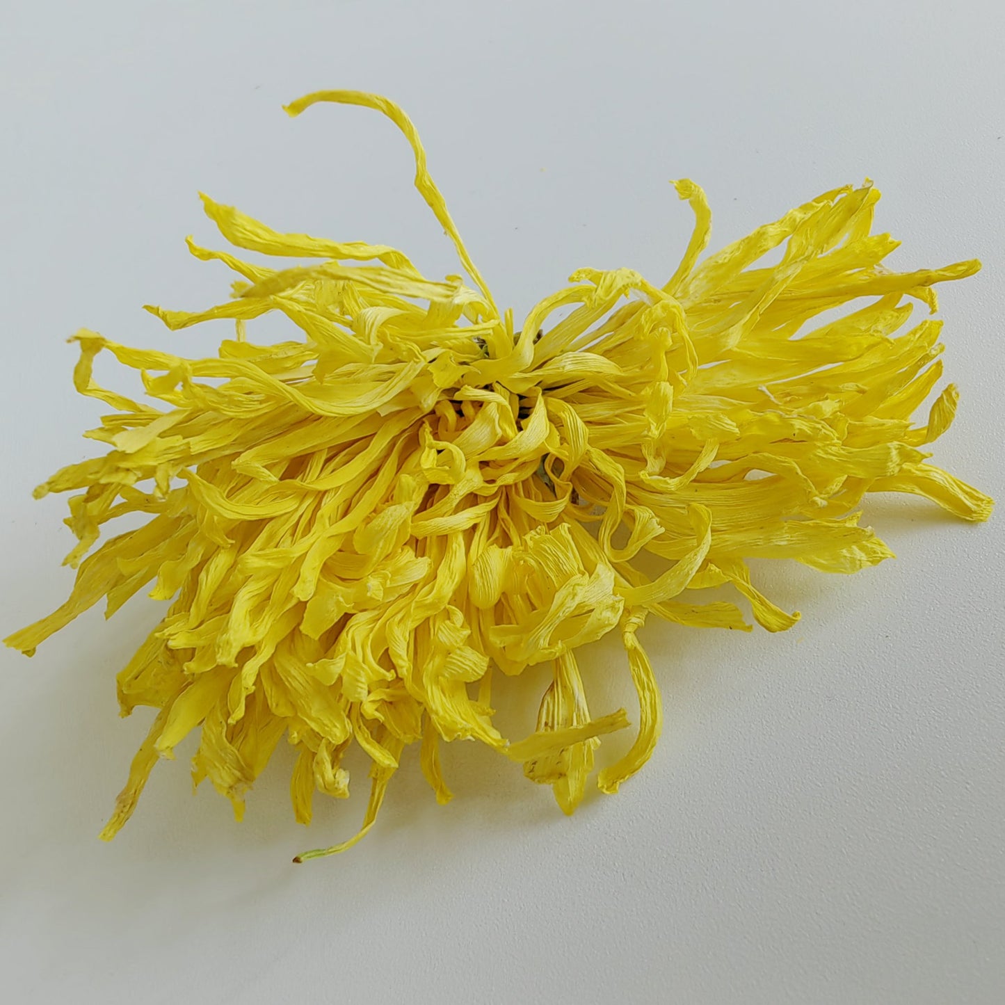 Golden Silk King Chrysanthemum Tea - A