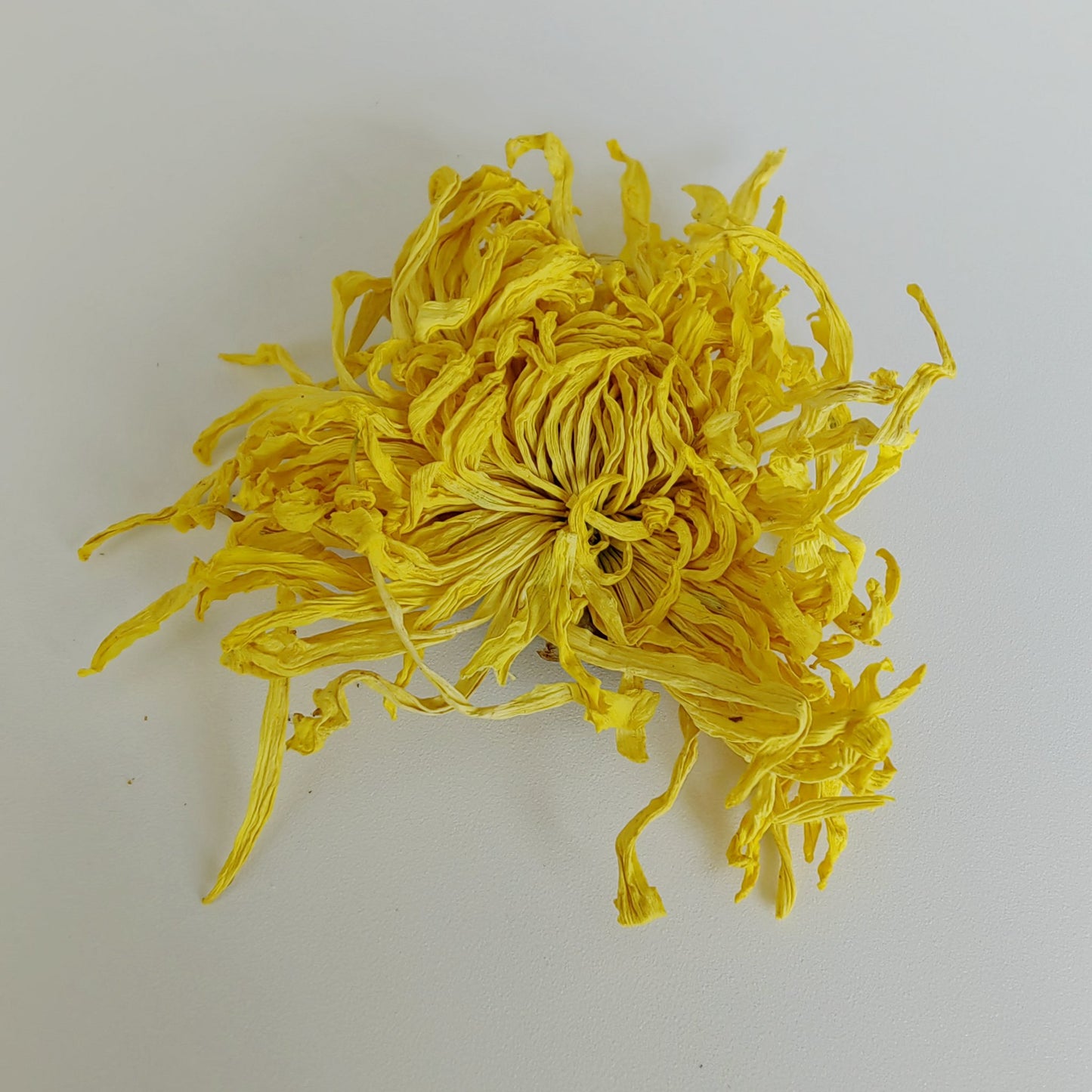 Golden Silk King Chrysanthemum Tea 5A