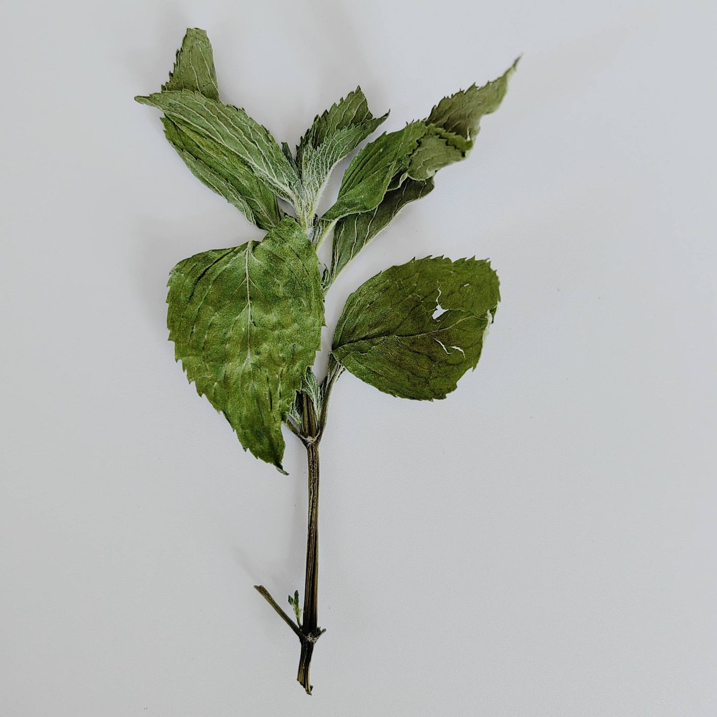 Spearmint Leaves