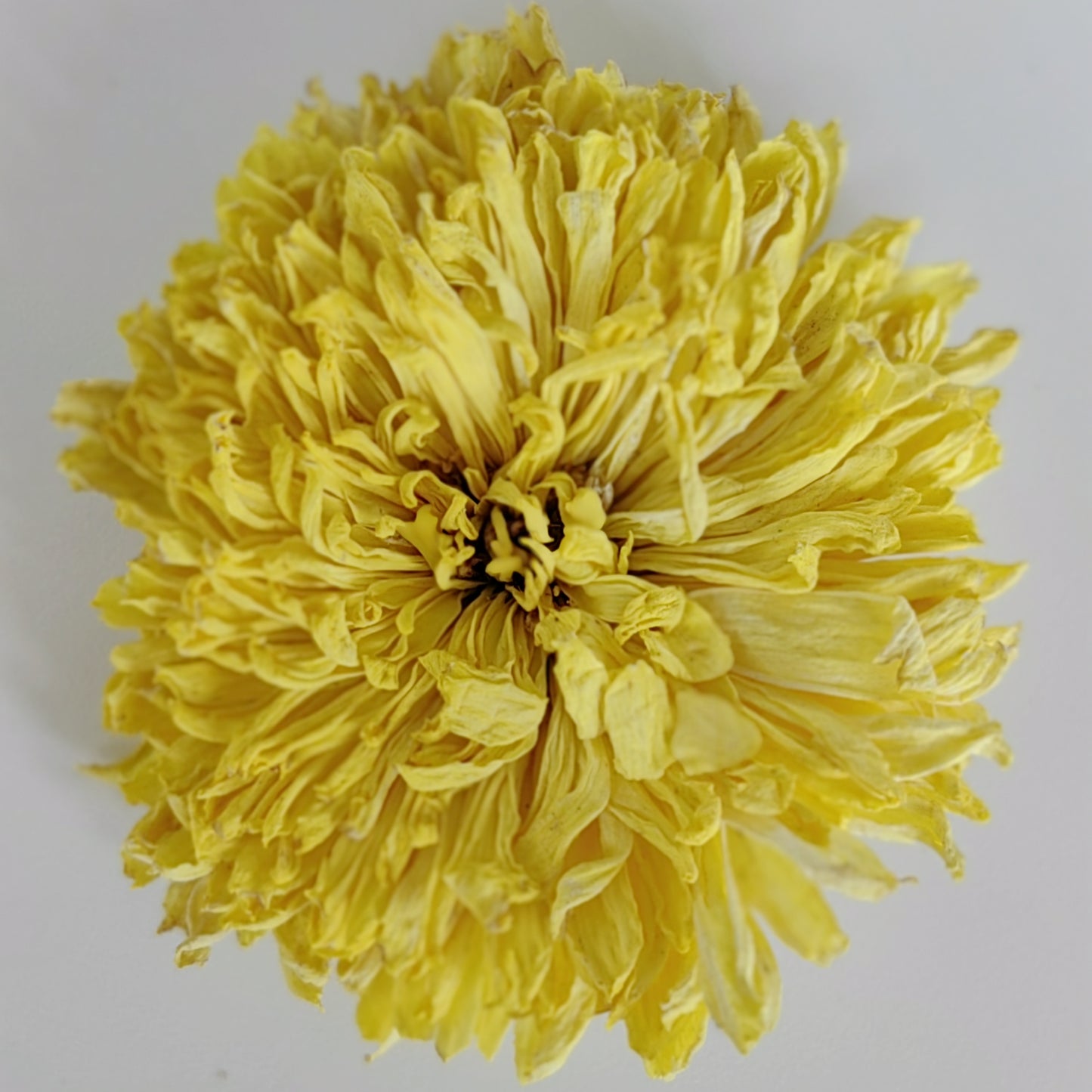 Wuyuan Royal Dried Chrysanthemum